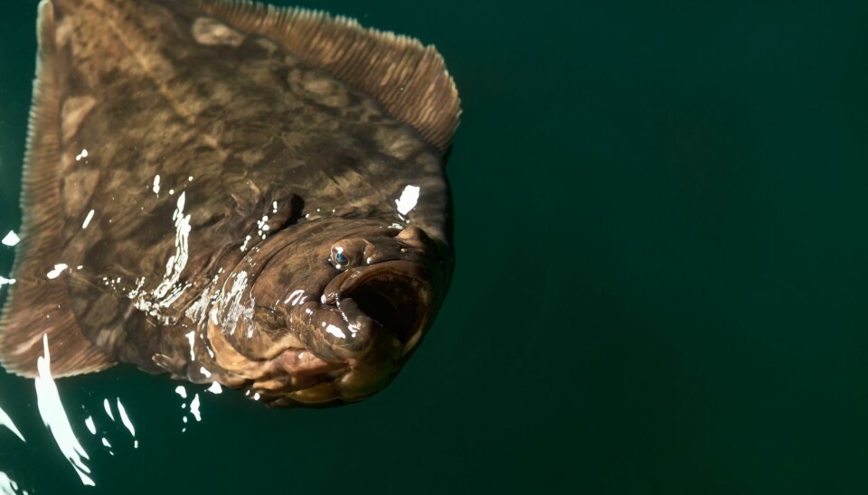 I 2023 vil Nordic Halibut sette ut 1 million fisk til sjøs - tilsvarende produksjonsmålet for vekstfase 1 på 5 000 tonn (4 500 tonn HOG) i 2026.