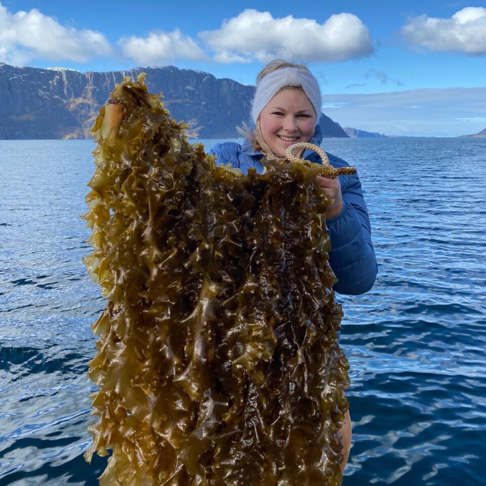 Bildet med taren er fra en første innledende testen de hadde i Åfjorden i fjor, som viser svært lovende resultat for taredyrking i Åfjorden, Hyllestad. Bilde: Privat. Bildet med taren er fra en første innledende testen de hadde i Åfjorden i fjor, som viser svært lovende resultat for taredyrking i Åfjorden, Hyllestad. Bilde: Privat.