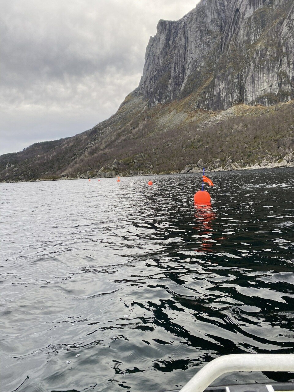 Utsett av tare i Åfjorden. Foto: Trygve Hallberg. Utsett av tare i Åfjorden. Foto: Trygve Hallberg.