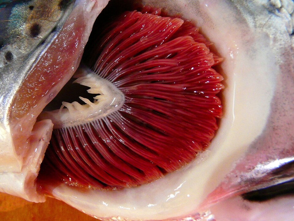 Amøbegjellesykdom (AGD). Foto: Veterinærinstituttet.