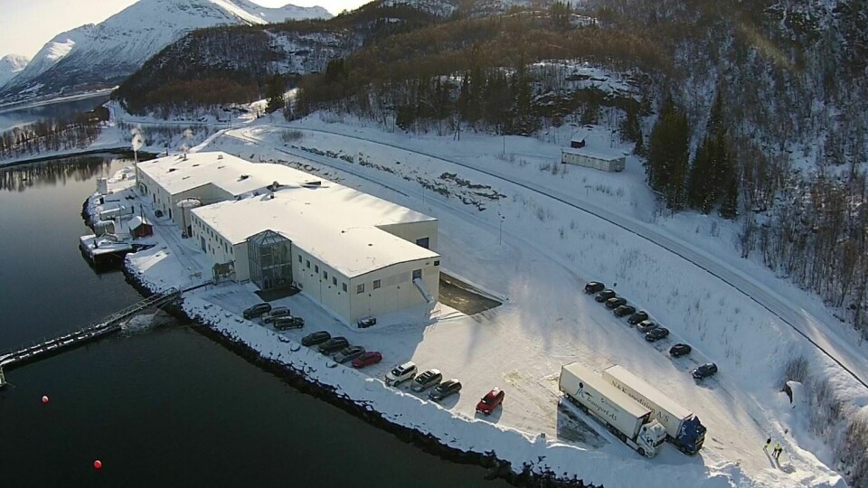 Dronefoto av Astafjord Slakteri med ny fabrikkhall. Foto: Flemming Andersen.