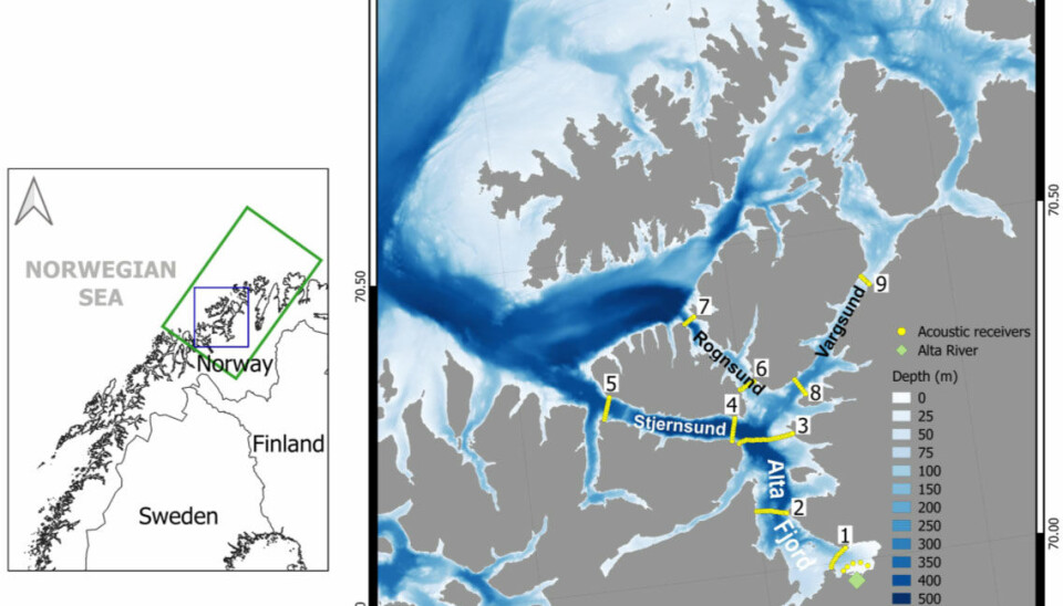 Kartet viser kvar dei akustiske mottakarane var plassert i fjorden. Fisken vart fanga og merka i Altaelva.