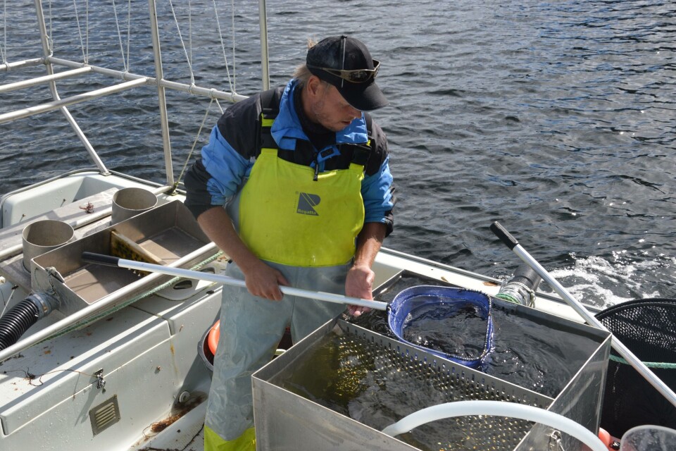 Fiskeren Hallvard Godøy, er fornøyd med dagens fangst som han skal levere til Bolaks. (bildet er tatt fra fisket i fjor) Foto: Therese Soltveit.