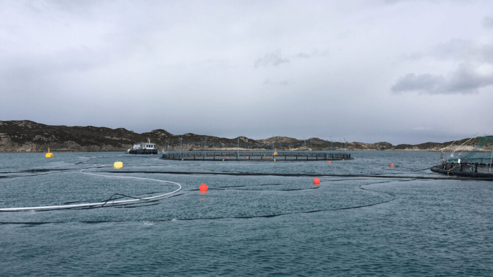 «Echofeeding» tas nå i bruk på alle merdene på ytterligere en lokalitet; Krigsholmen, hvor Austevoll Melaks satte ut smolt i september 2020. Foto: Austevoll Melaks