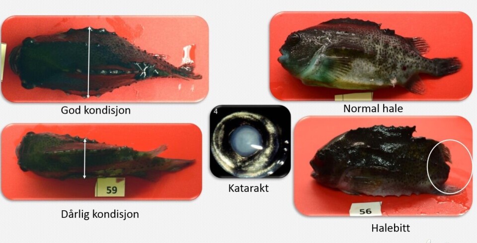 Her ser du godt forskjellen på en sunn og frisk rognkjeks og en mindre effektiv lusebeiter. Klikk for større bilde. Kilde/bilde: Nofima.