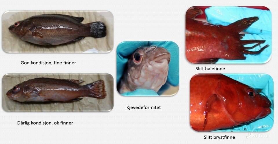 Berggylteillustrasjon av sykdomspreget fisk og en frisk berggylte. Klikk for større bilde. Kilde/bilde: Nofima.
