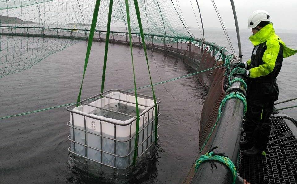 Her ser du rognkjeks som blir lastet over i merd hos Troland Lakseoppdrett. Illustrasjonsfoto: Troland lakseoppdrett.