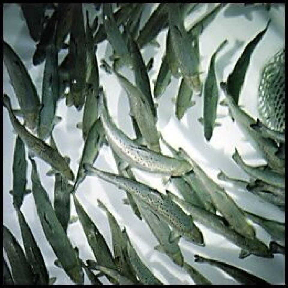 Smolt - settefisk