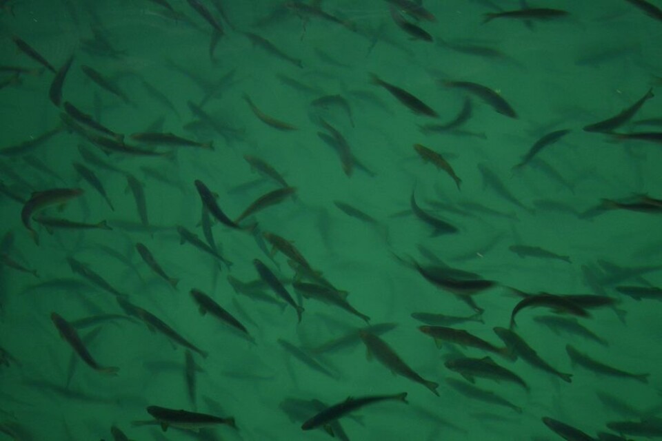 Tre måneder før fristens utløp mangler det på landsbasis 224 rapporter, ifølge Fiskeridirektoratet. Foto: Kyst.no Tre måneder før fristens utløp mangler det på landsbasis 224 rapporter, ifølge Fiskeridirektoratet. Foto: Kyst.no