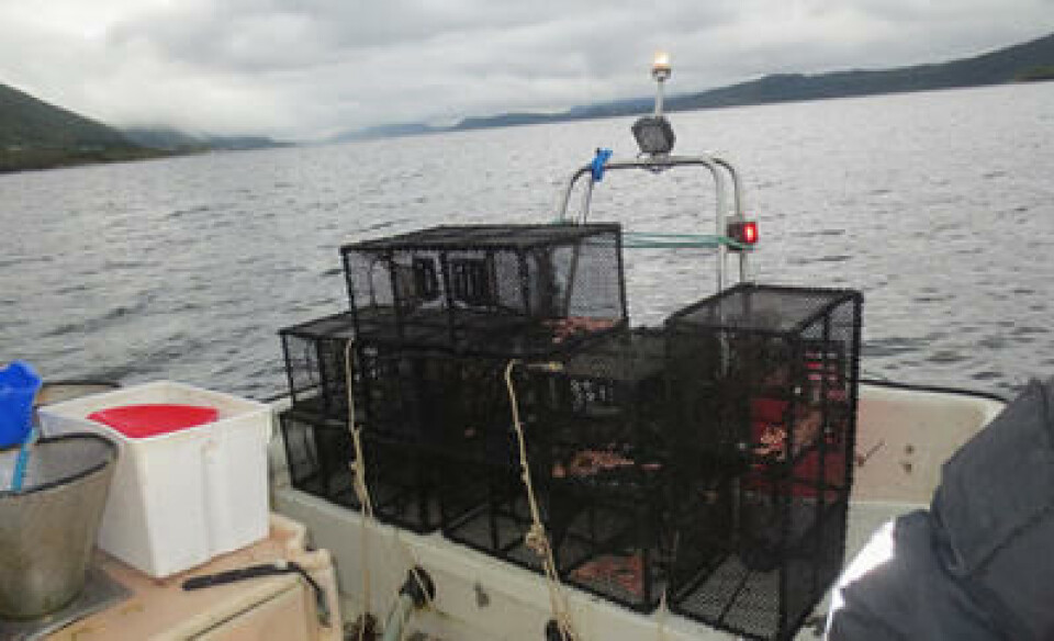 Kontroll av leppefisk-teiner. Foto: Fiskeridirektoratet.