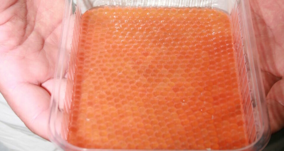 Foto: Salmon Expert.
