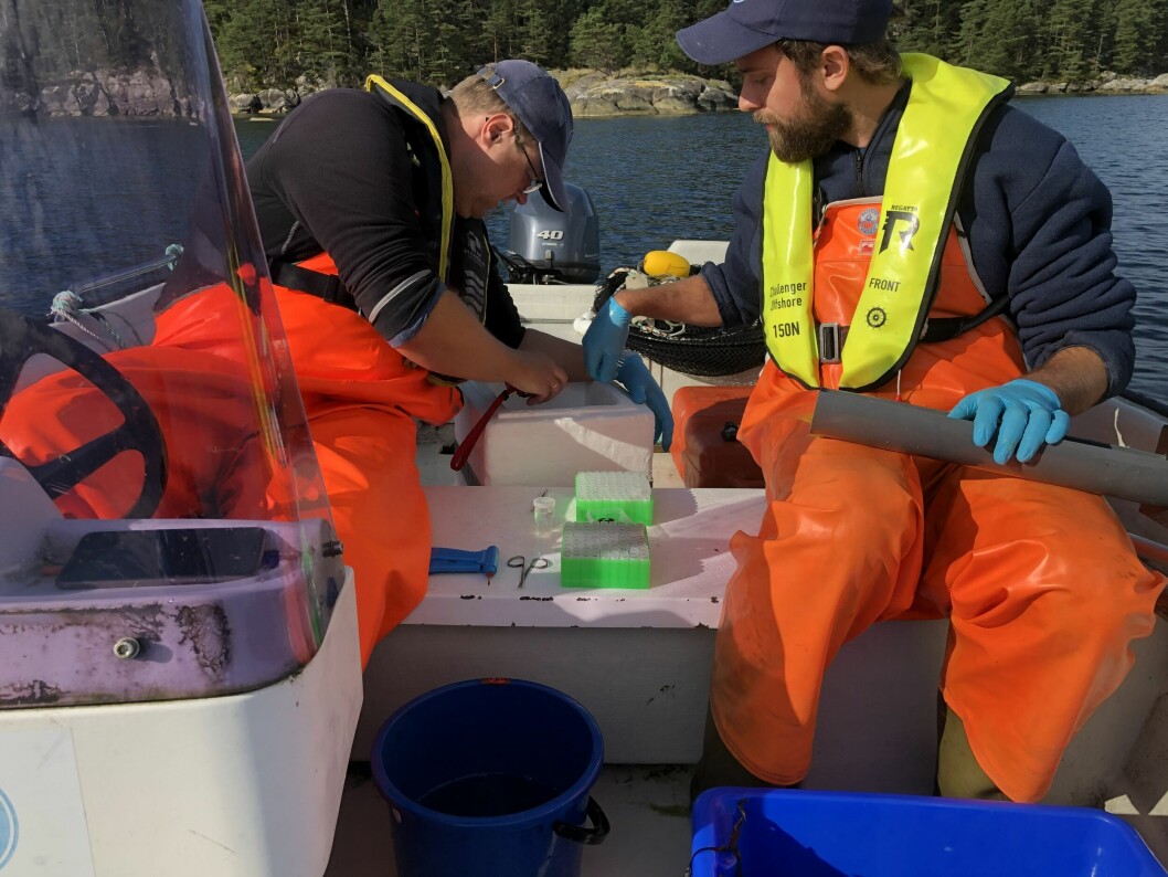 Forsker Kim Halvorsen og Torkel Larsen (overingeniør) på vei til å merke leppefiskbestander i Austevoll. Foto Ovin Melby Holm.