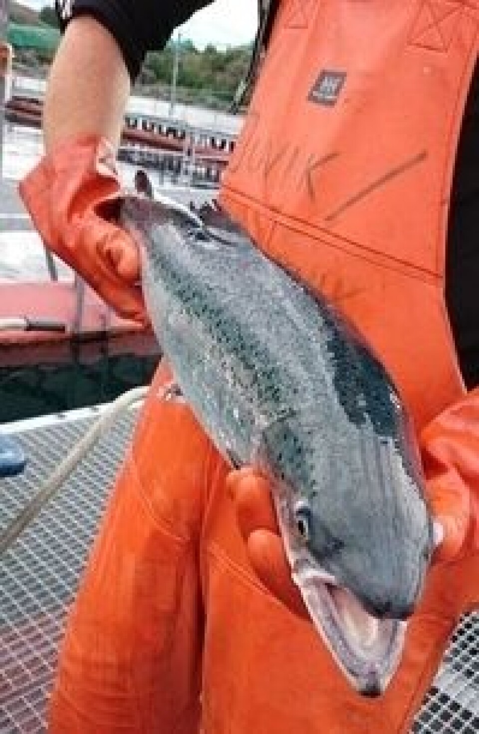 Foto: Salmon Group