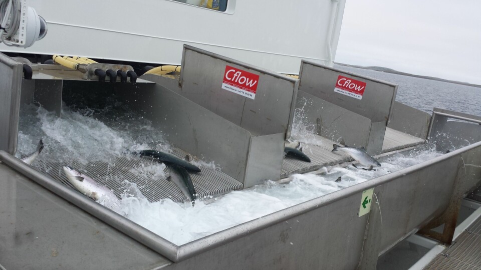 Avsiling på 'Marcus'. Foto: Marine Harvest. Avsiling på 'Marcus'. Foto: Marine Harvest.