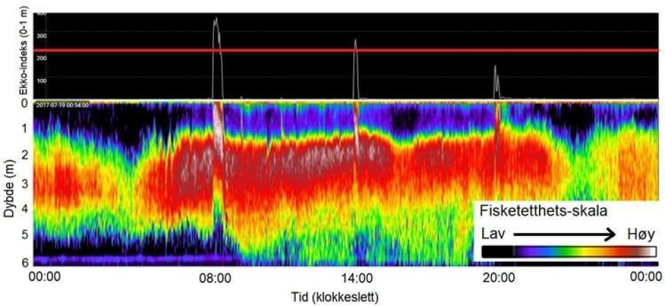 På ekkoloddet kan man se når fiskene beveger seg høyere opp i vannet, der fôringen foregår.