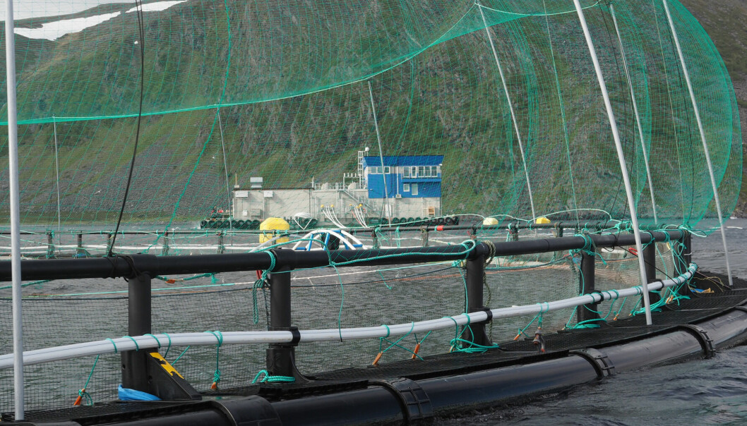 Grieg Seafood Finnmark sin lokalitet Vannfjorden, der det har rømt fisk.