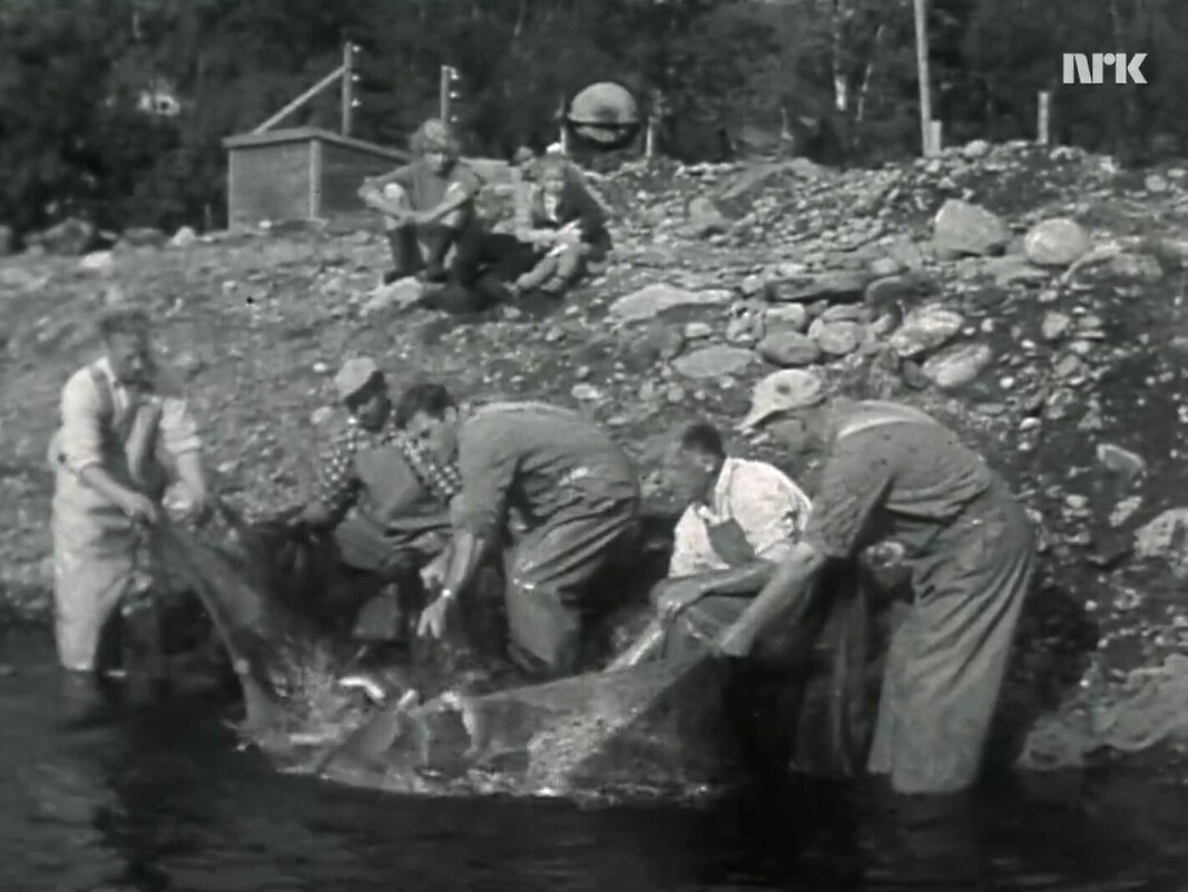 Unik oppdrettshistorie er nylig tilgjengeliggjort. Bildet viser innfanging av laks for stryking i 1962 hos Brødrene Vik i Sykkylven i Møre og Romsdal.