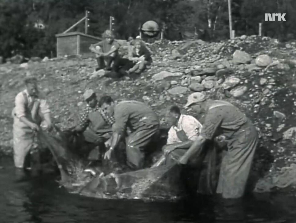 Unik oppdrettshistorie er nylig tilgjengeliggjort. Bildet viser innfanging av laks for stryking i 1962 hos Brødrene Vik i Sykkylven i Møre og Romsdal.