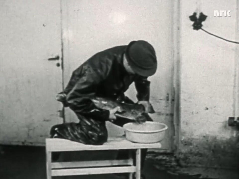 Stryking av laks i 1962. Stryking av laks i 1962.