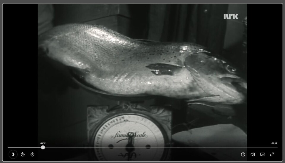 Klikk på bildet og se filmen 'Ørret som husdyr' fra 1962. Filmen omhandler også laks. Den ble lagt ut digitalt av av NRK nå i september.