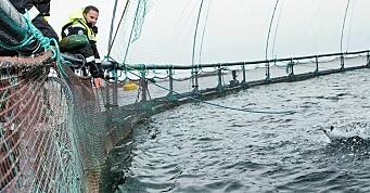 Sjømatnæringen blir stadig viktigere for Norge
