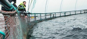 Sjømatnæringen blir stadig viktigere for Norge