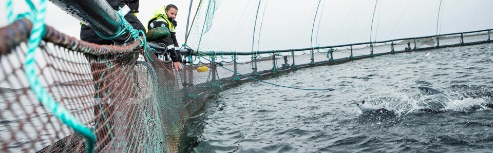 - Det var særlig økning fra havbruksnæringen som bidro til den samlede oppgangen i verdiskaping i 2021, ledet av god etterspørsel og markant prisoppgang i markedene for laksefisk, forteller seniorforsker i SINTEF Ocean, Ulf Johansen.