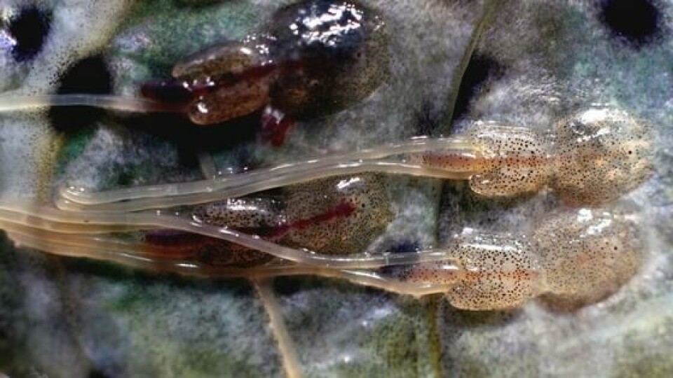 Illustrasjonsfoto: Havforskningsinstituttet. Illustrasjonsfoto: Havforskningsinstituttet.