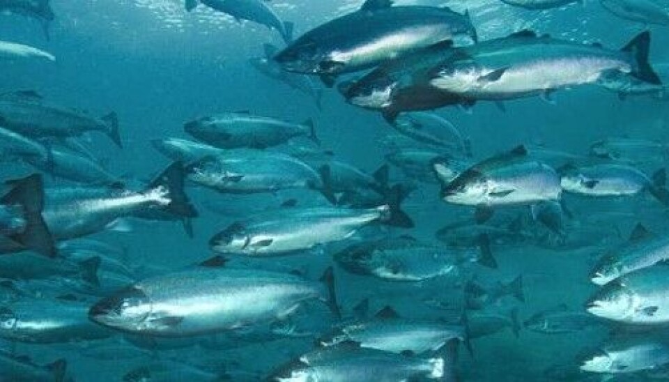 Senior Fish Health Advisor