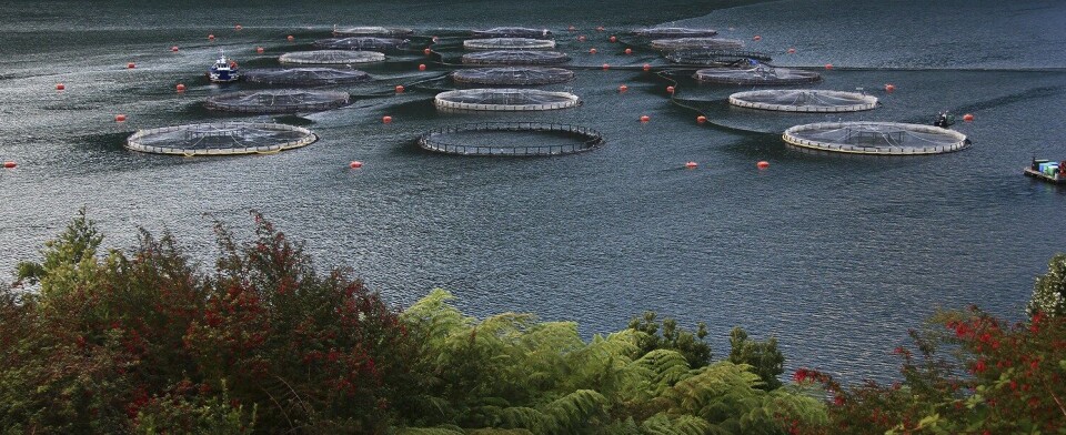 Det chilenske selskapet anslår at det vil bli slaktet 500 til 1000 tonn mindre laks i år på bakgrunn av hendelsen. Illustrasjonsfoto: Salmones Camanchaca.