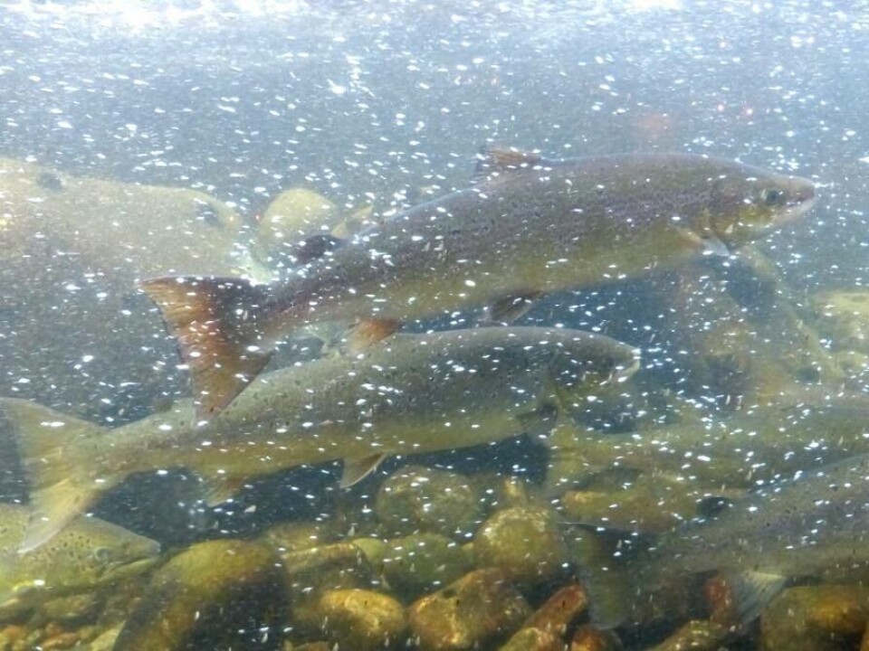 I 2018 viser resultatene fra sportsfiskeprosjektet at andelen oppdrettslaks i Repparfjordelva og Altaelva er henholdsvis 1,1 % og 0,0 %. Illustrasjonsfoto av laks i elv.