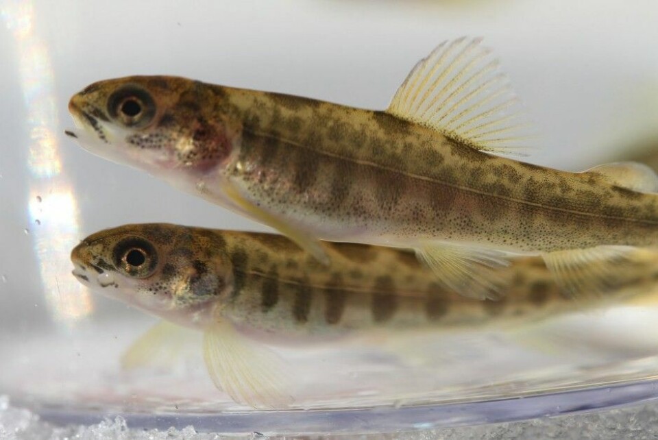 Triploid oppdrettsfisk. Illustrasjonsfoto: Aquagen. Triploid oppdrettsfisk. Illustrasjonsfoto: Aquagen.