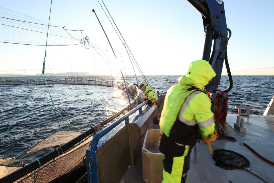 Etter 16 år avsluttes samdriften mellom Bjørøya og Midt-Norsk Havbruk. Foto: Midt-Norsk Havbruk