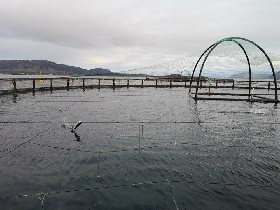 Prøver av totalt 281 oppdrettslaks ble samlet inn fra lokale fiskere. Foto: Ole Andreas Drønen/Kyst.no. Prøver av totalt 281 oppdrettslaks ble samlet inn fra lokale fiskere. Foto: Ole Andreas Drønen/Kyst.no.