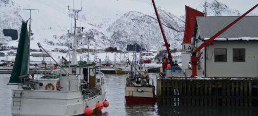 Nordland Fylkes Fiskarlag går inn for sammenslåing