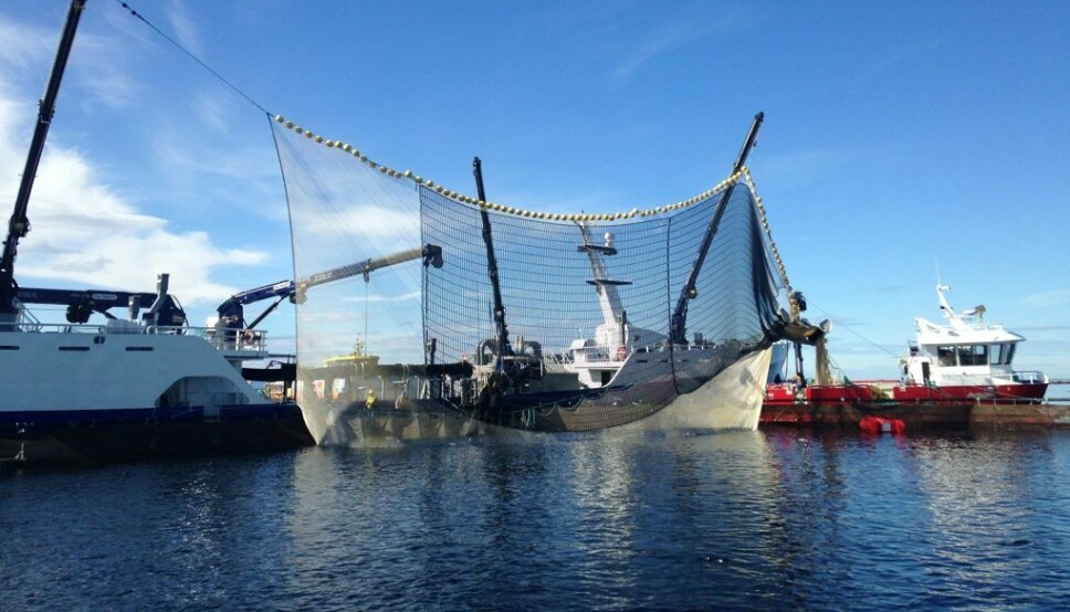 Levering av slaktefisk på lokalitet Singsholmen utenfor Frøya.