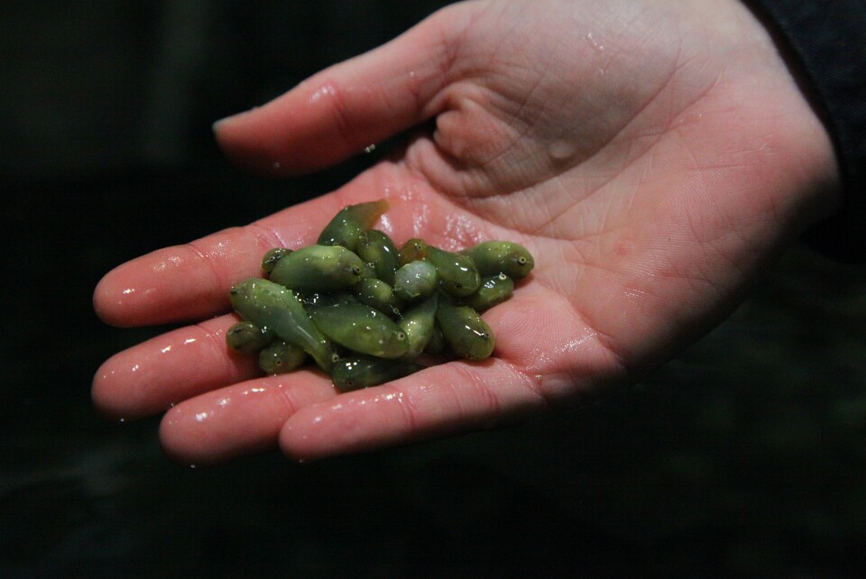Rognkjeks. Foto: AKVA Group.