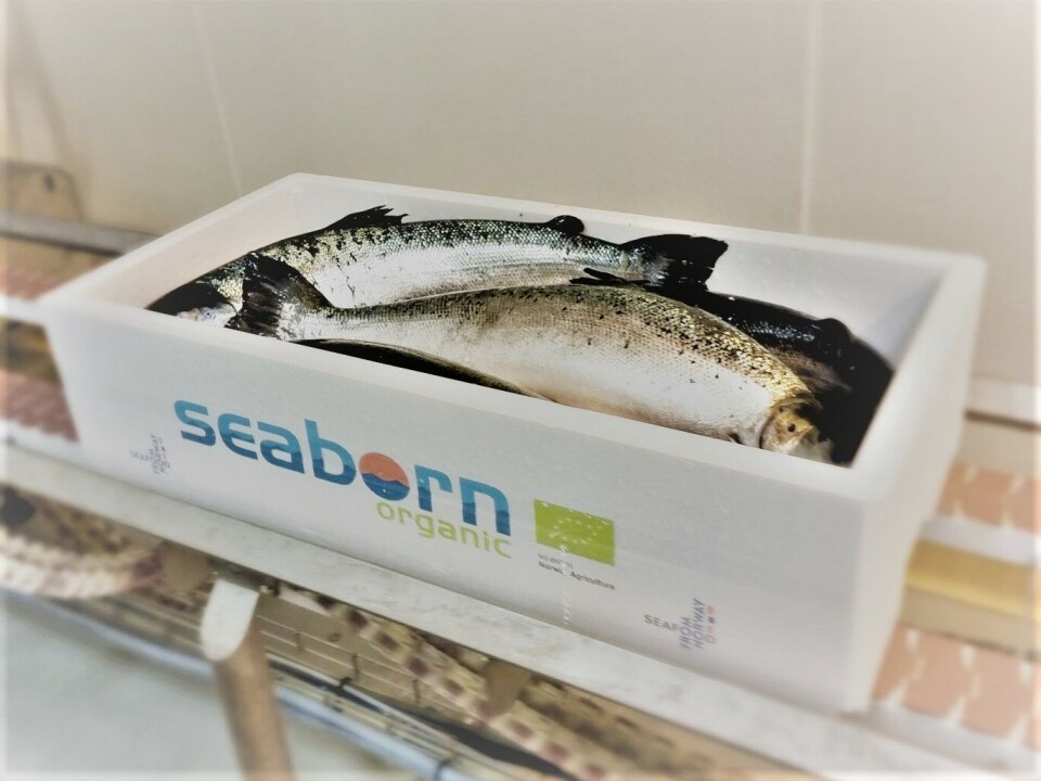 Steinsvik har for fyrste gong sendt økologisk laks til utslakting.
