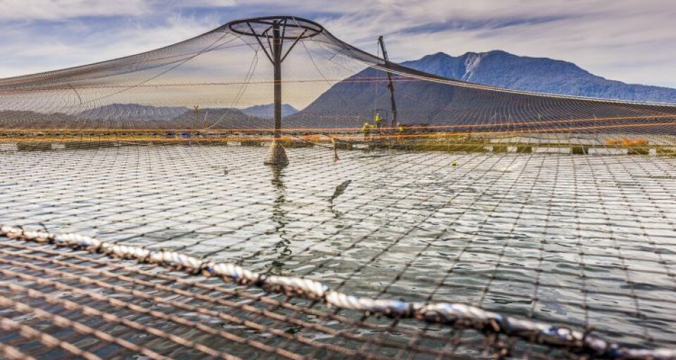 Marine Harvest skal ha mistet mange fisk i en rømmingshendelse i Chile. Illustrasjonsfoto: Foto: Marine Harvest Chile.