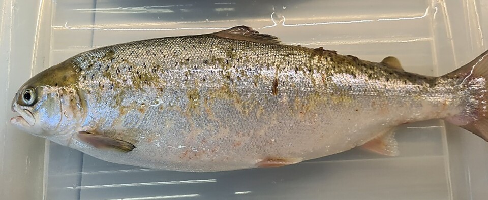 En av fiskene i lab-forsøket som ikke hadde fått lakselusvaksine. De som hadde fått, var i en helt annen tilstand.