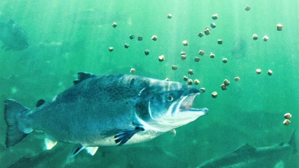 FHF skriver at en velfungerende tarm er en forutsetning for effektiv fôrutnyttelse og produksjon av en robust laks.