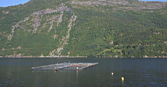 Rømt laks i Vadheimsfjorden