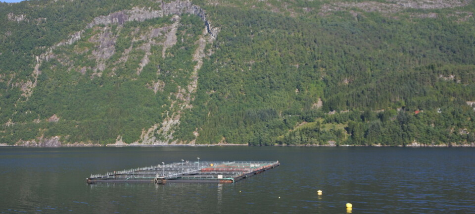 Har gjenfanget 1000 laks etter rømming