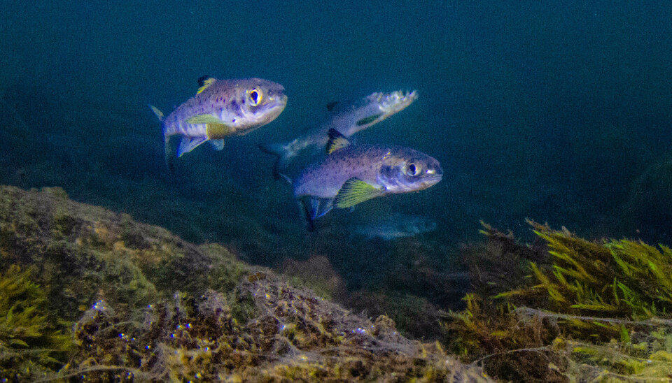 Bildet viser Vossosmolt på utvandring ved utløpet av Evangervatnet. Bildet viser Vossosmolt på utvandring ved utløpet av Evangervatnet.