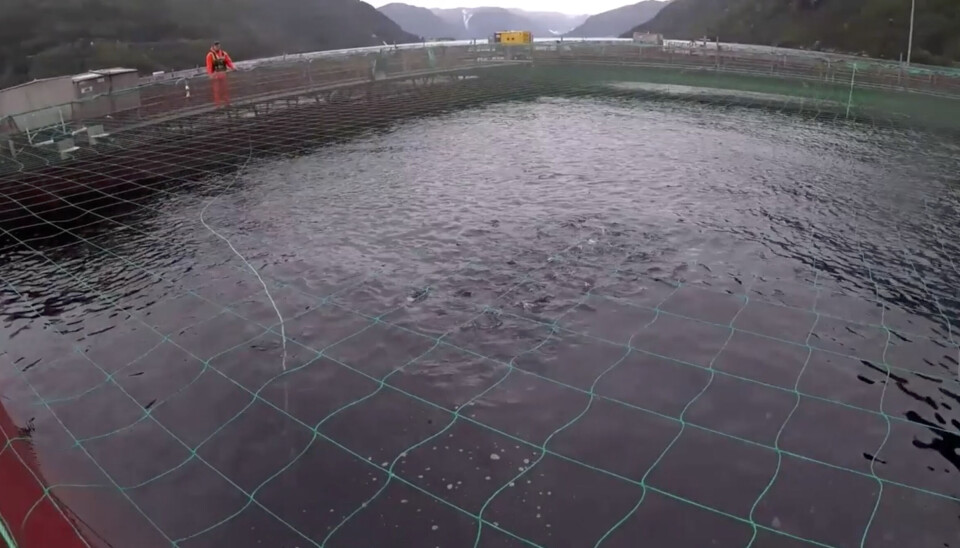 Norges Miljøvernforbund har levert anmeldelse etter rømming fra Aller Aqua Vadheim. Norges Miljøvernforbund har levert anmeldelse etter rømming fra Aller Aqua Vadheim.