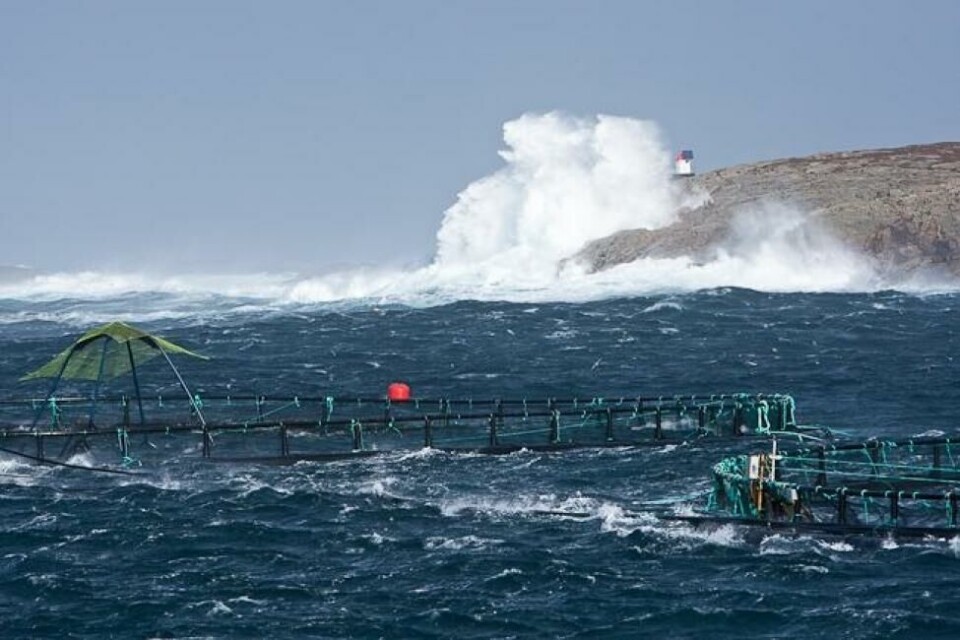 Lakseprisen er i hardt vær for tiden. Nå tror Nordea at snittprisen for 2019 vil ende ut på ca 57 kr/kg. Illustrasjonsfoto: Namdal Akvasenter.