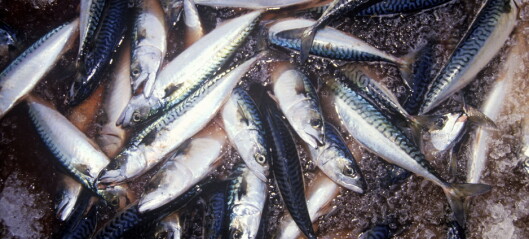 Enig om makrell-kvoten