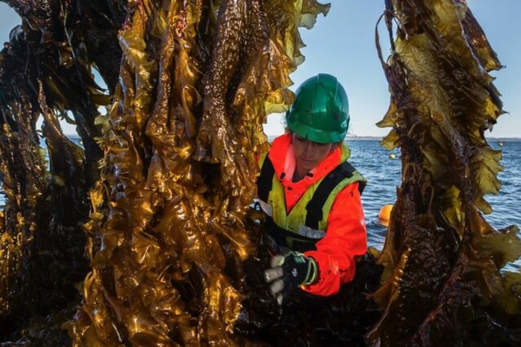 Ansatt i selskpet Seaweed Energy Solution AS høster tare. Foto: Seaweed Energy Solutions AS.
