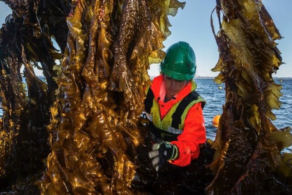 Ansatt i selskpet Seaweed Energy Solution AS høster tare. Foto: Seaweed Energy Solutions AS.