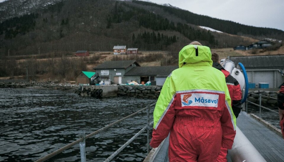 Måsøval slaktet totalt 7 573 tonn i andre kvartal, det er mindre enn 8 702 som de slaktet i samme kvartal året før.